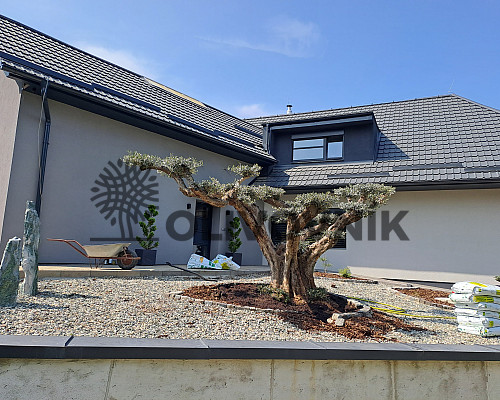 Veľký Olivovník Bonsai Plato - Zlínský kraj