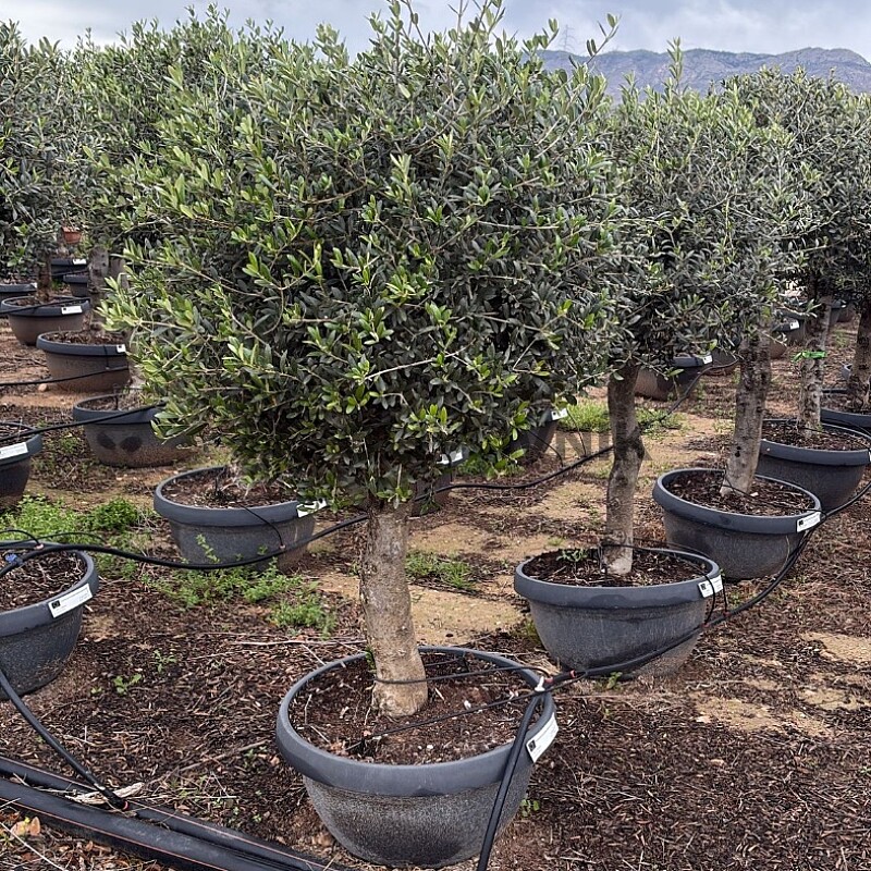 2026 REZERVACE - Olivovník Evropský - Bonsai Deco pot