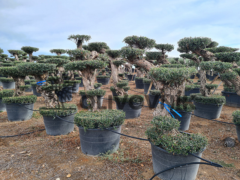 Olivovník Európsky - Lechin Pon Pon Bonsai Mediano Speciale