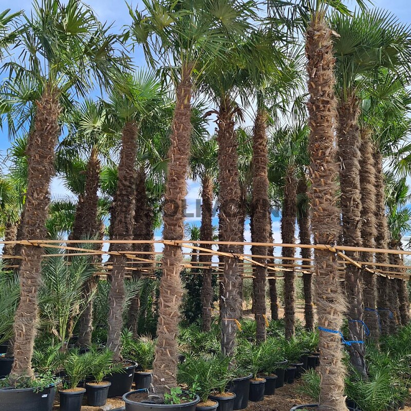 Trachycarpus Fortunei - výška kmeňa 580cm + koruna, mrazuodolná do -17C