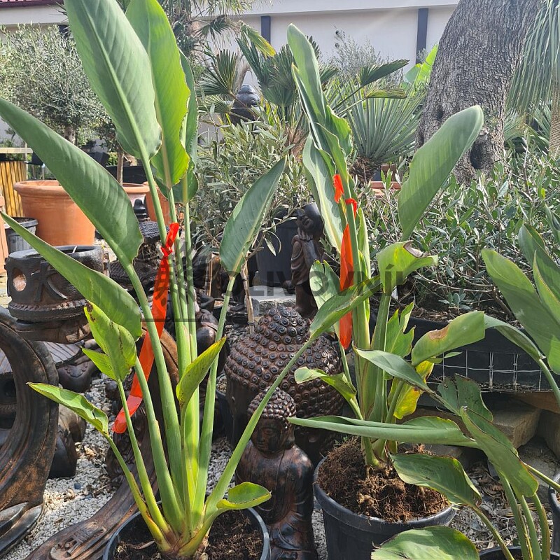 Strelitzia Reginae - 15lt