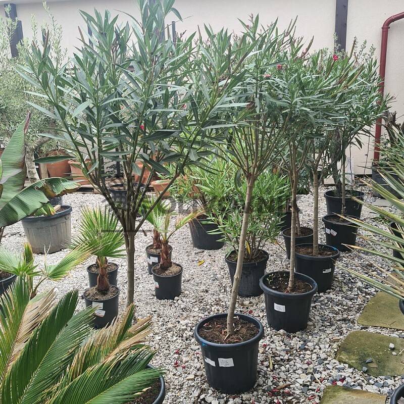 Oleander na kmienku 120/140cm, 15Lt