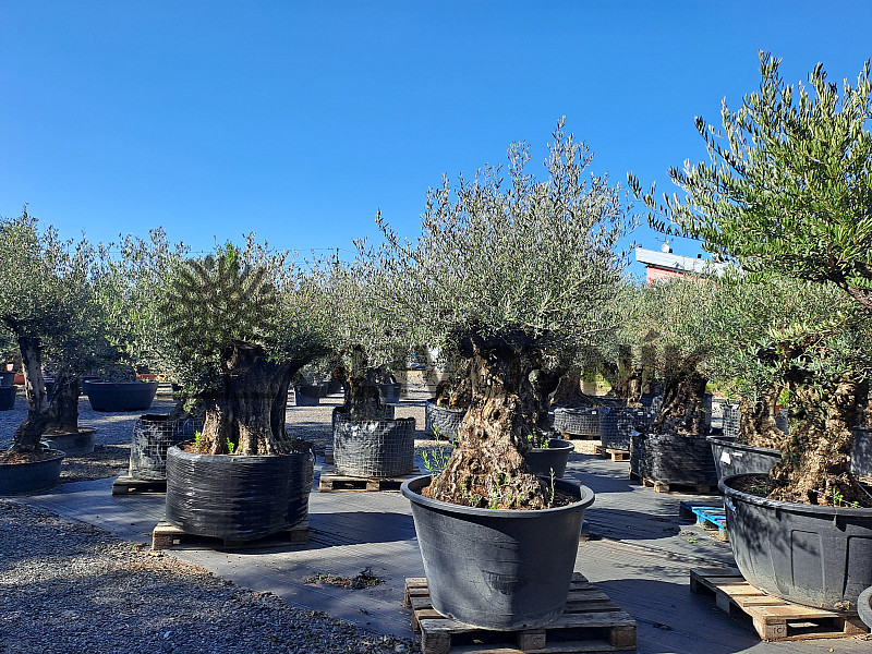 Olivovník Európsky - Bonsai
