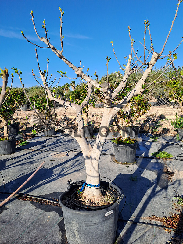 FICUS CARICA - Figovník