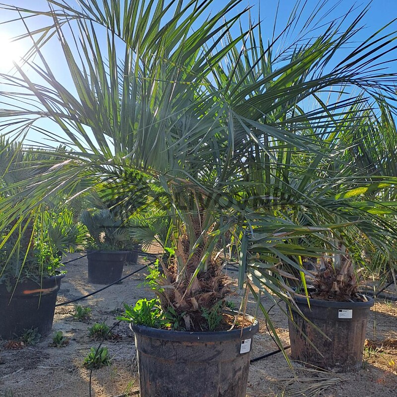 2026 Rezervace / BUTIA CAPITATA 15lt