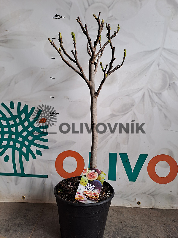 FICUS CARICA - Fík 7,5l, 10l, 12l - BROWN TURKEY