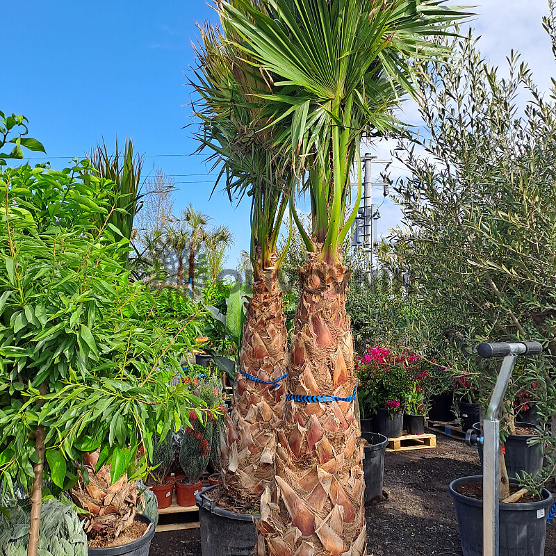Washingtonia Robusta 220/240cm