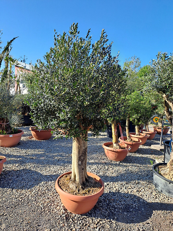 Olivovník Európsky - Bonsai Joven T90 - 180/210cm