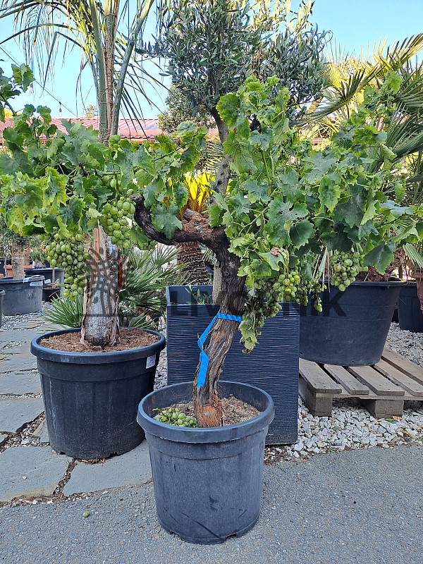 Vinič - Vitis vinifera - Moscatel