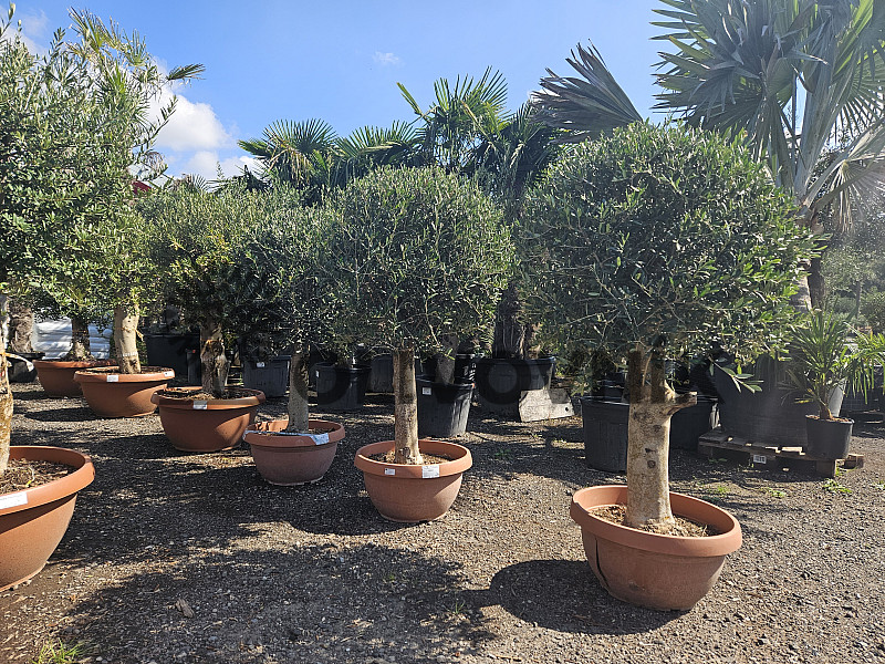 Olivovník Európsky - Bonsai Tarrina