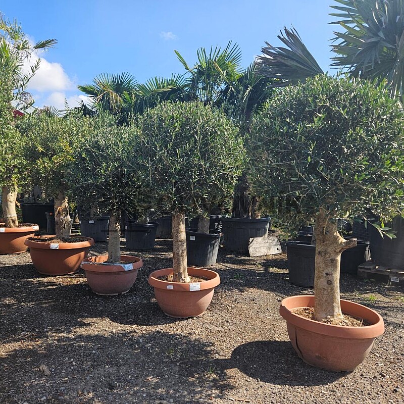 Olivovník Európsky - Bonsai Tarrina