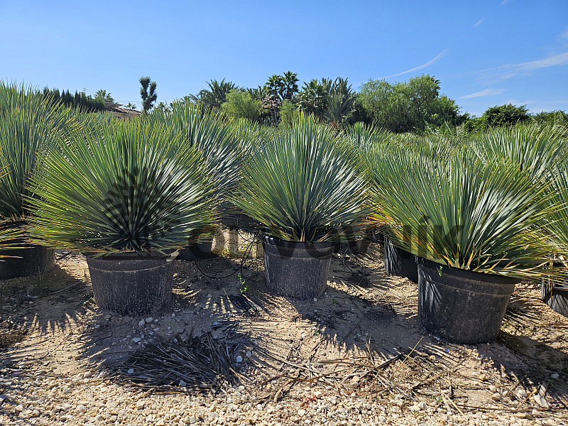 Yucca Rostrata 10lt,15lt, 20lt