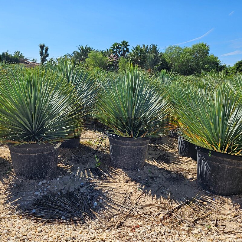 Yucca Rostrata 5lt,10lt,15lt, 25lt, 35lt