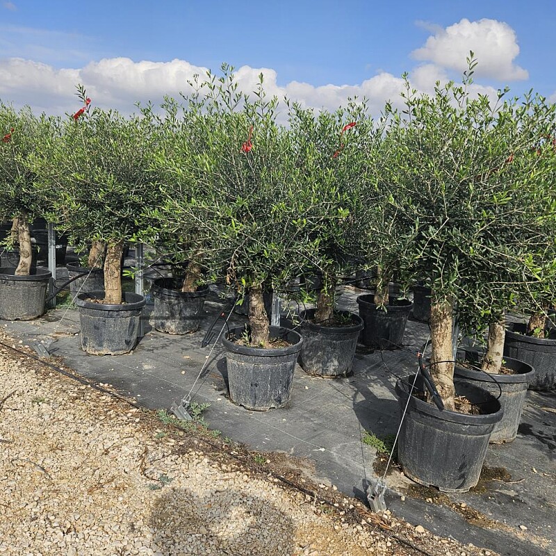 Olivovník Európsky - Intensivo