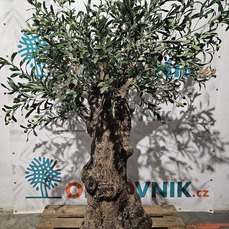 Olivovník Európsky - Bonsai / 180cm / umelá koruna + olivový kmeň