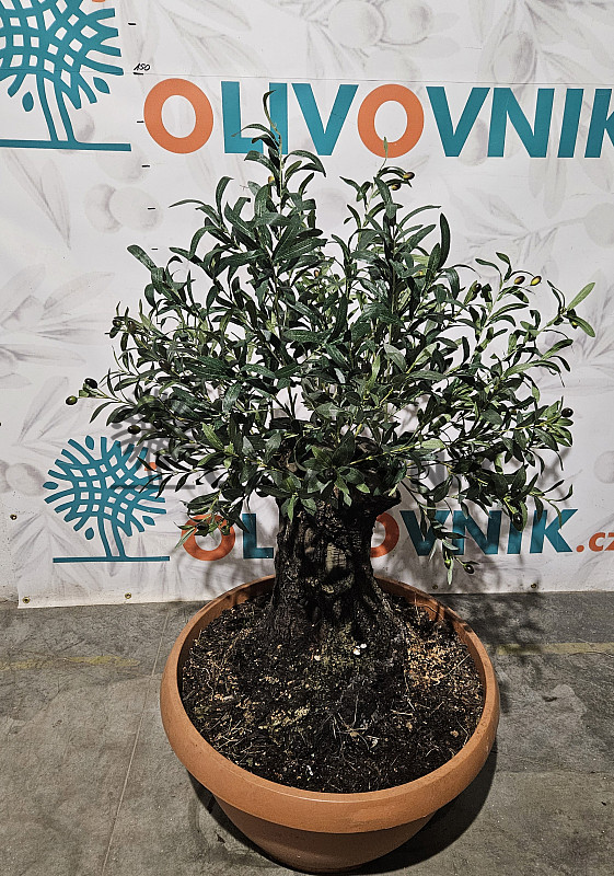 Olivovník Európsky - Bonsai / 140cm / umelá koruna + olivový kmeň