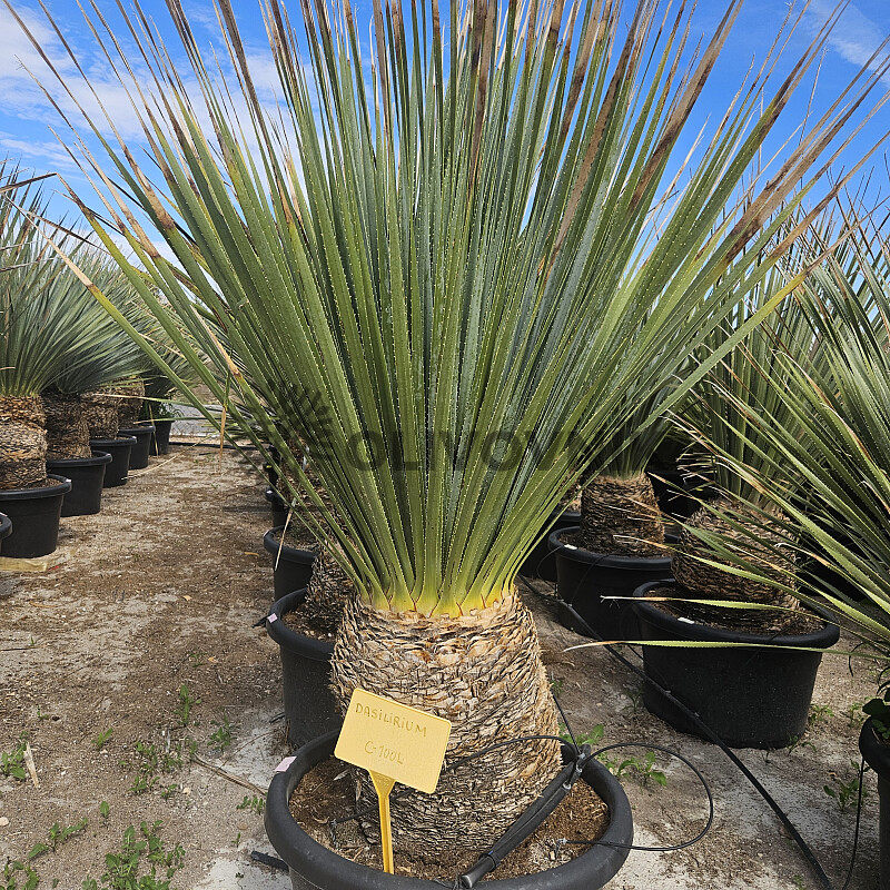 Dasylirion Wheeleri