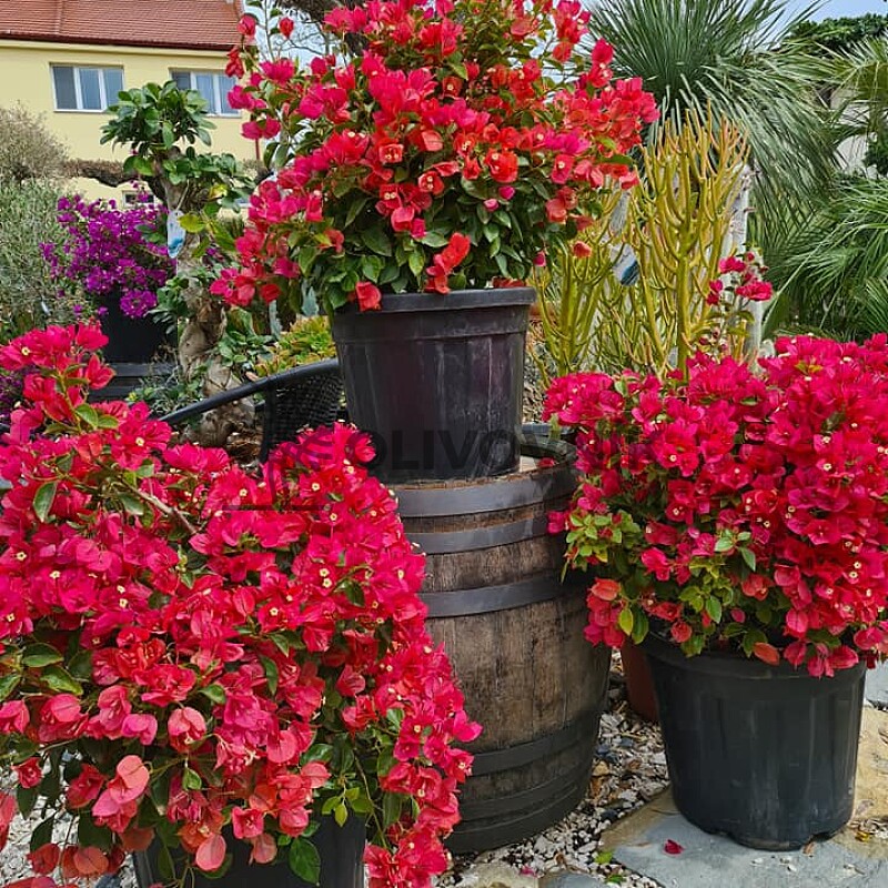 2026 Rezervace / Bouganvillea - červená (Bugenvilea)