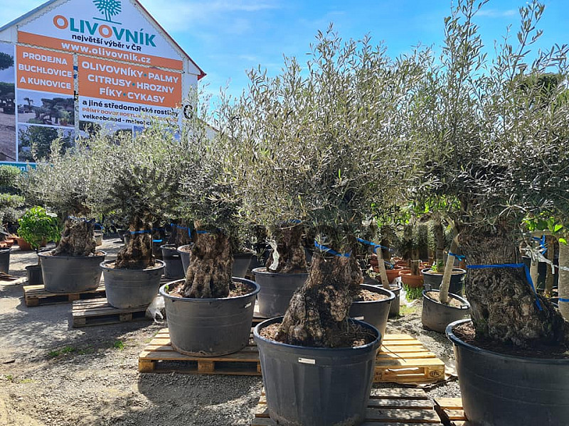 Olivovník Európsky - BONSAI - TOP CENA