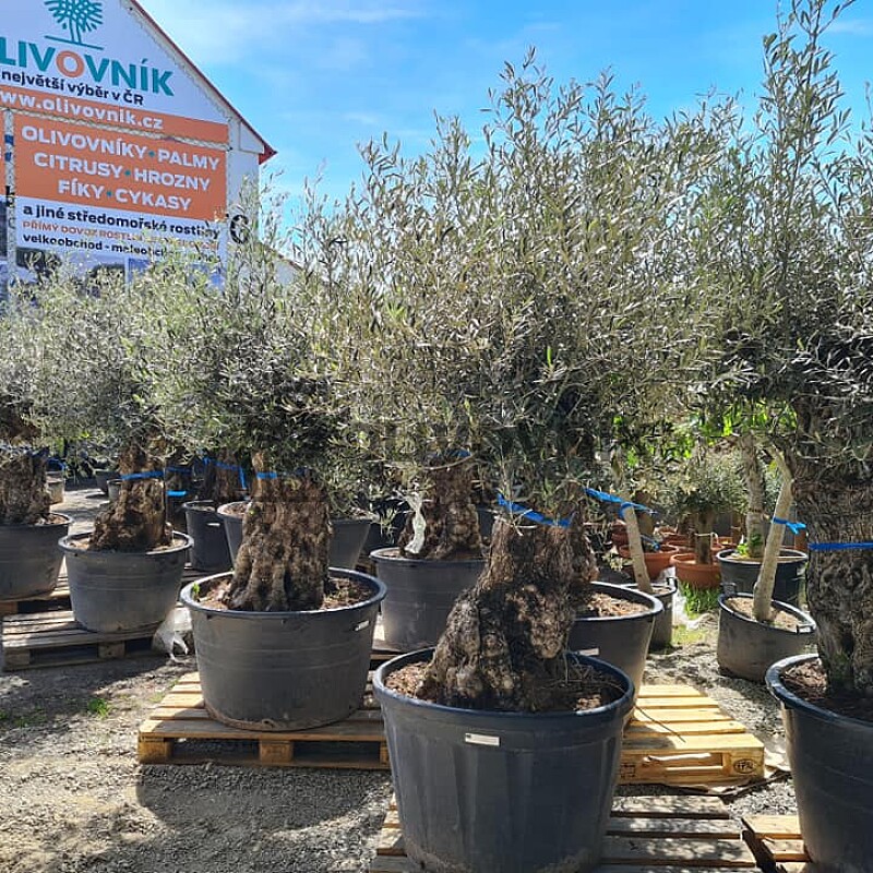 Olivovník Európsky - BONSAI - TOP CENA