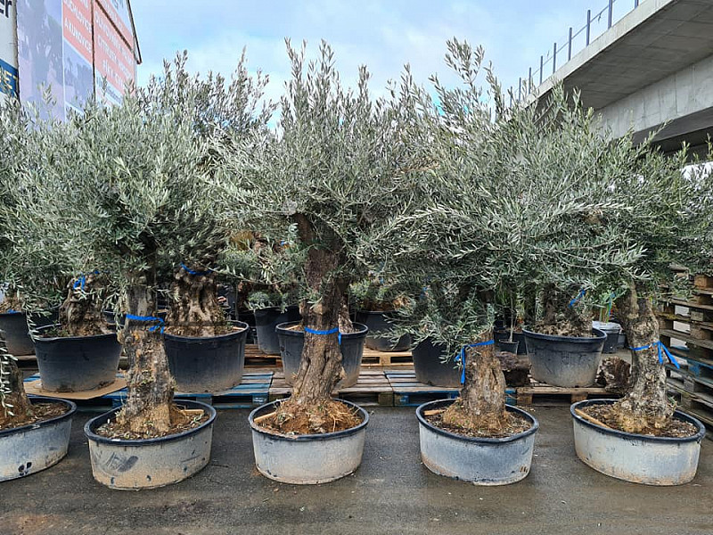 Olivovník Európsky - Bonsai 70/90 old skin flat pot