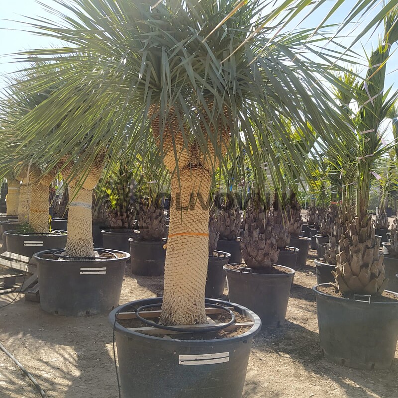 Yucca Rostrata EXTRA DOUBLE - 130cm kmeň Y
