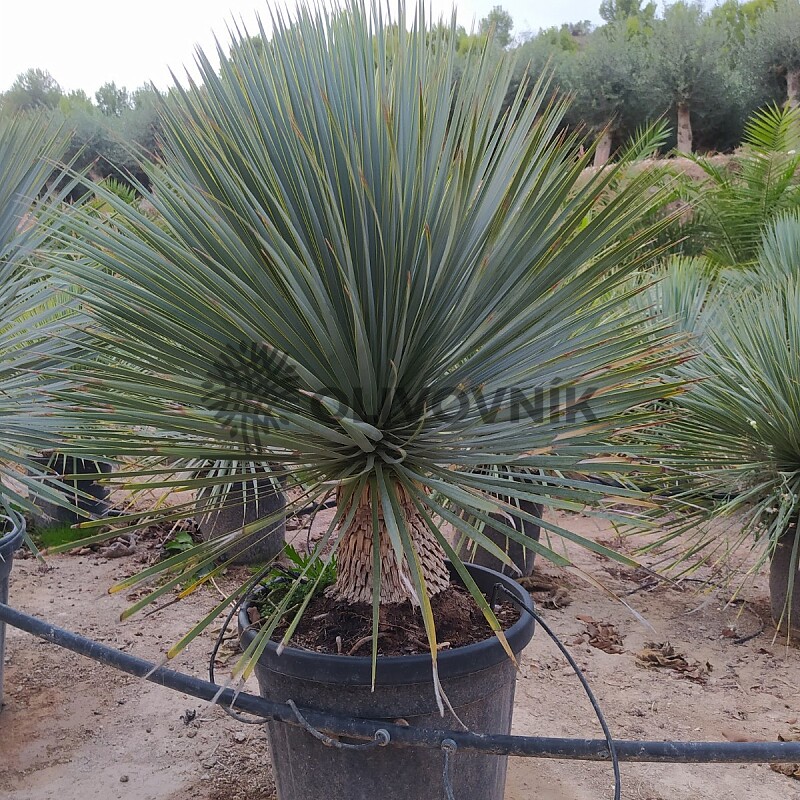 Yucca Rostrata 20 tronco, mrazuvzodrná do -20C