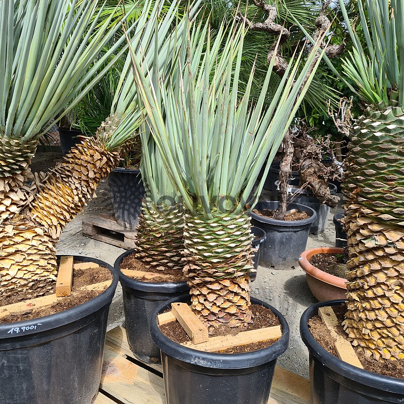 Yucca Rigida 30cm kmeň, mrazuvzodrná do -15C