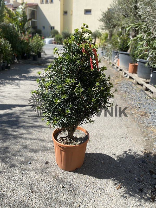 SCIADOPITYS VERTICILLATA &quot; Beauty Green&quot; - Pajehličník /110cm