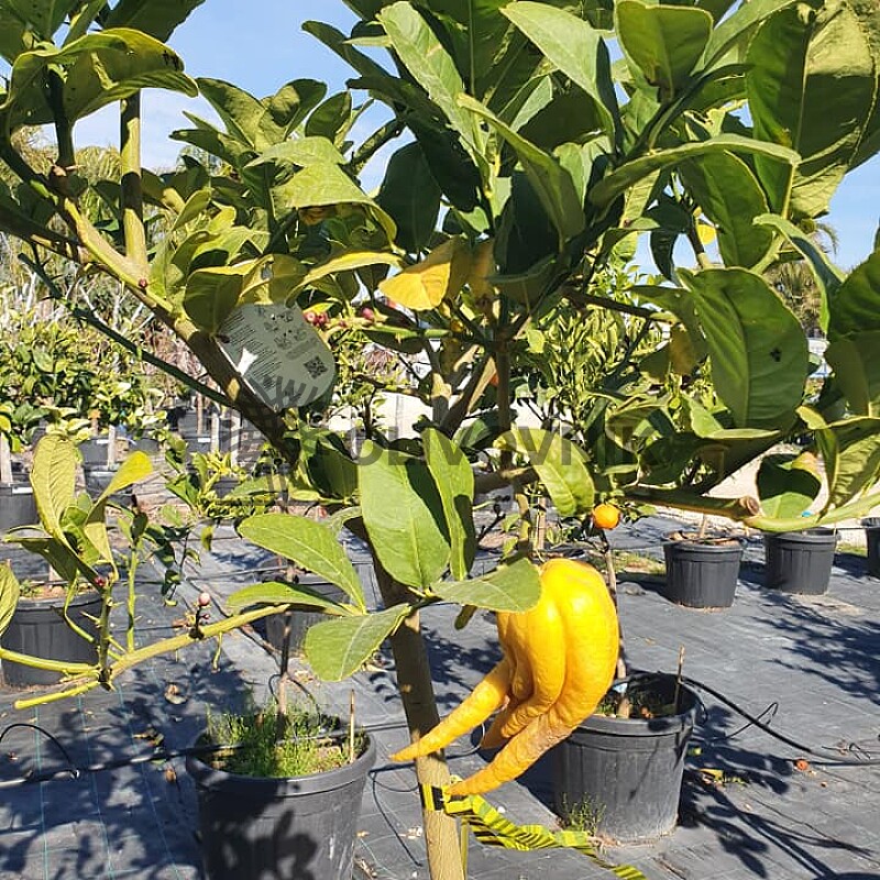 Citrus Budhova ruka - veľkosť 120 - 140cm