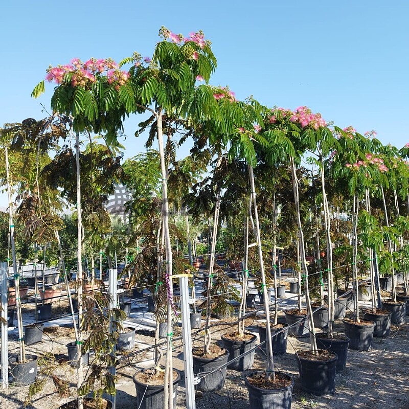 Albizia Julibrissin - Albizia ružová 25/30lt