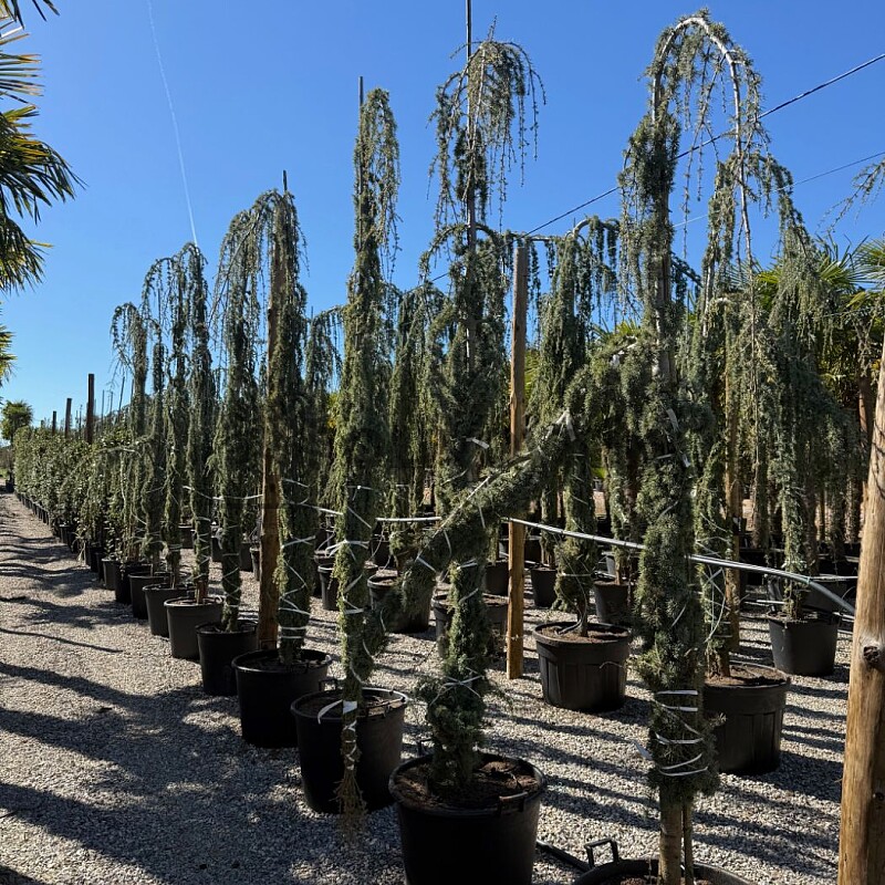 2026 Rezervace / Cedr - CEDRUS "Glauca Pendula"