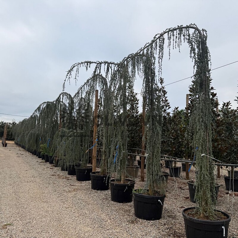 2026 Rezervace / Cedr - CEDRUS ATLANTICA "Glauca Pendula"