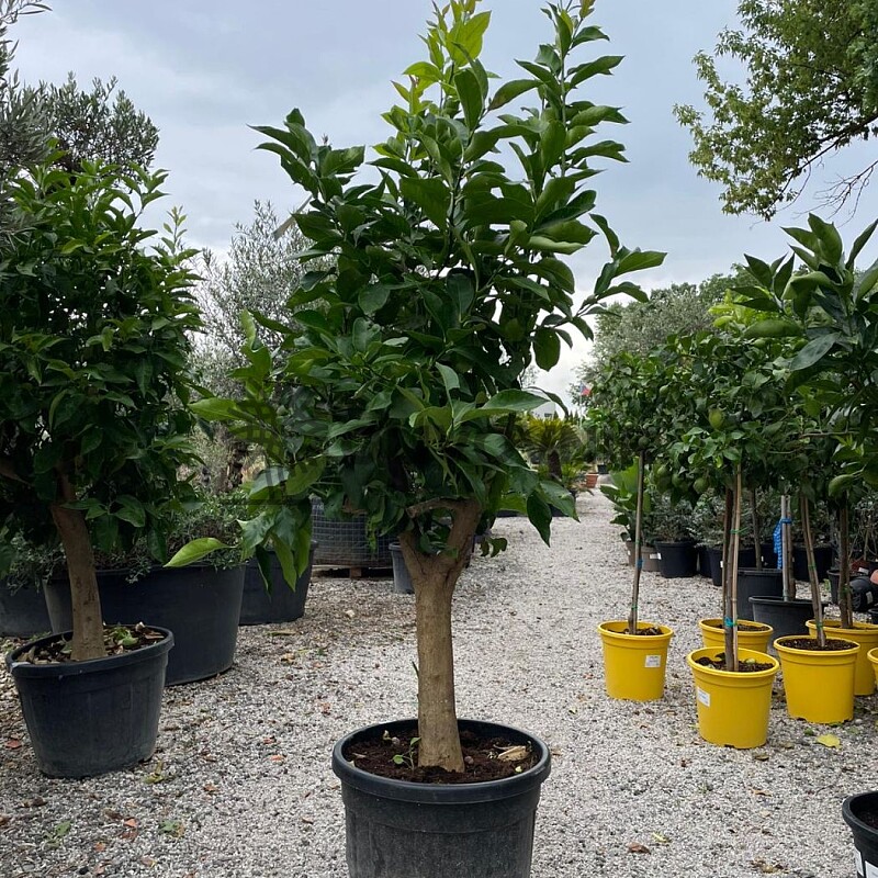 CITRUS LIMON / 50-70LT / obvod kmeňa 20-30cm / výška 200-220cm