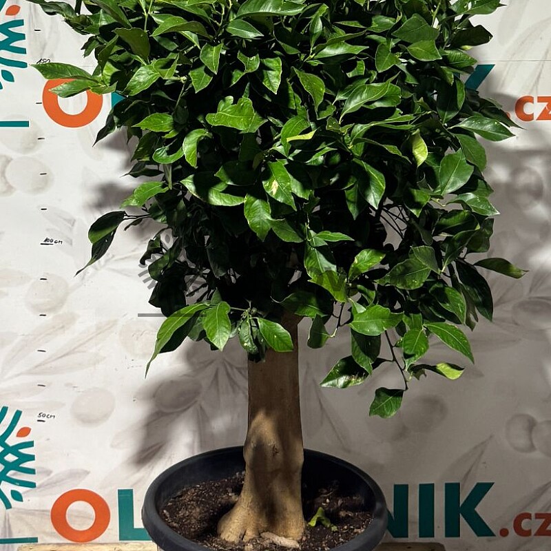 CITRUS LIMON / 70/90LT / obvod kmeňa 30-40cm / výška. 180-200cm