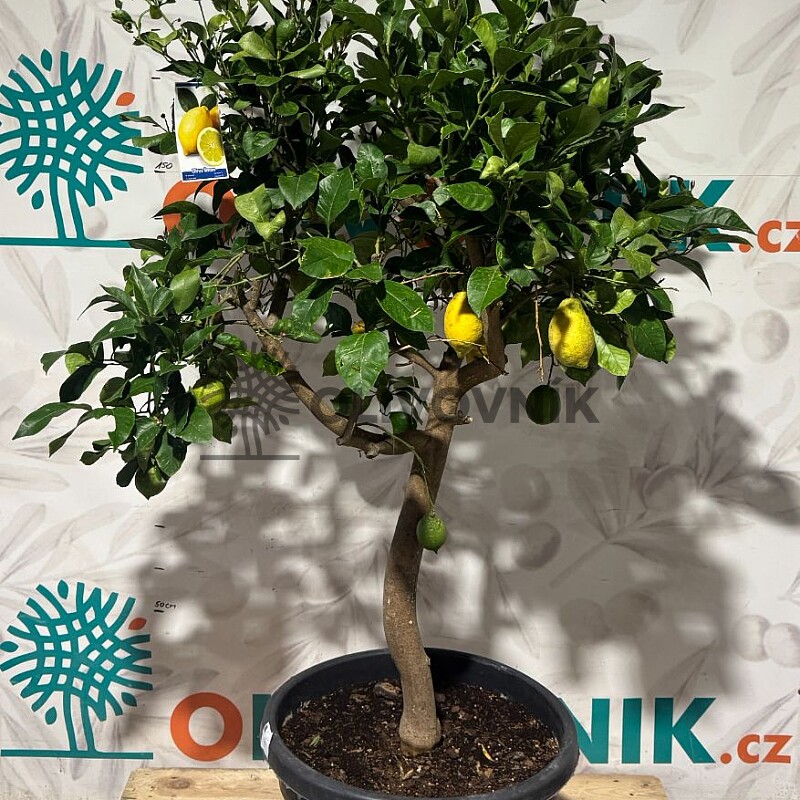 Citrón - CITRUS LIMON / 25-30lt / obvod kmeňa 8/10cm / výška 140-160cm