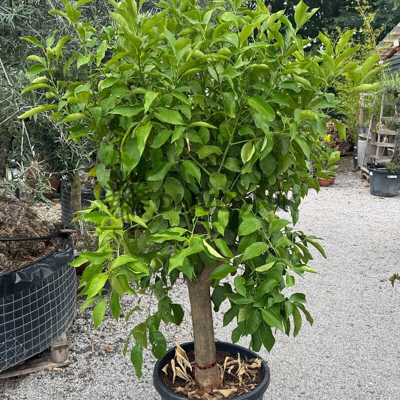 CITRUS LIMON / obvod kmeňa 20-30cm / výška 190-210cm
