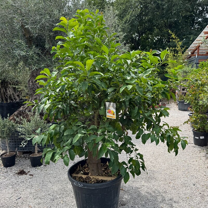 CITRUS LIMON / obvod kmeňa 40-50cm / výška 220-230cm
