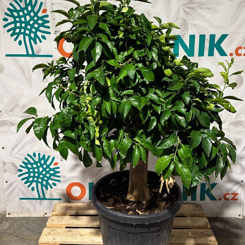 CITRUS PARADISI / 45-55LT / obvod kmeňa 20-30cm / výška 140-160cm,