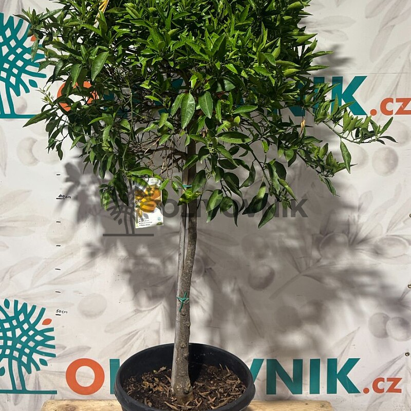 CITRUS RETICULATA / 45-55LT / obvod kmeňa 10-12cm / výška 180-200cm
