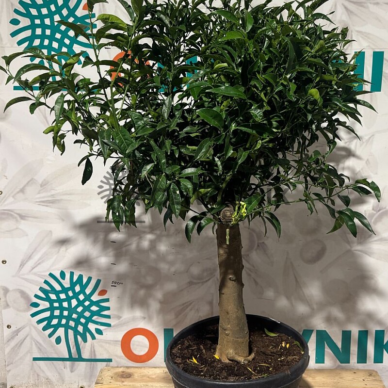 CITRUS RETICULATA / 45-55LT / obvod kmeňa 25-30cm / výška 150-170cm