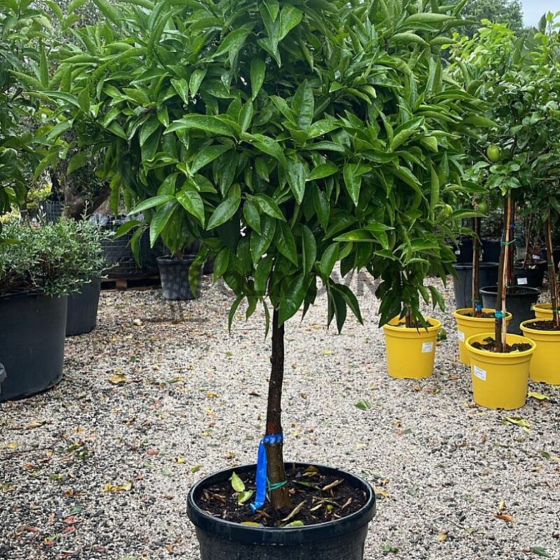Mandarínka - CITRUS RETICULATA / obvod kmeňa 15-20cm / výška 120-140cm