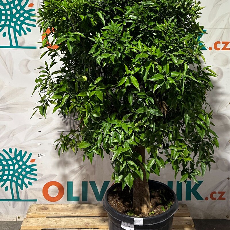 CITRUS RETICULATA / obvod kmeňa 20-30cm / výška 150-170cm