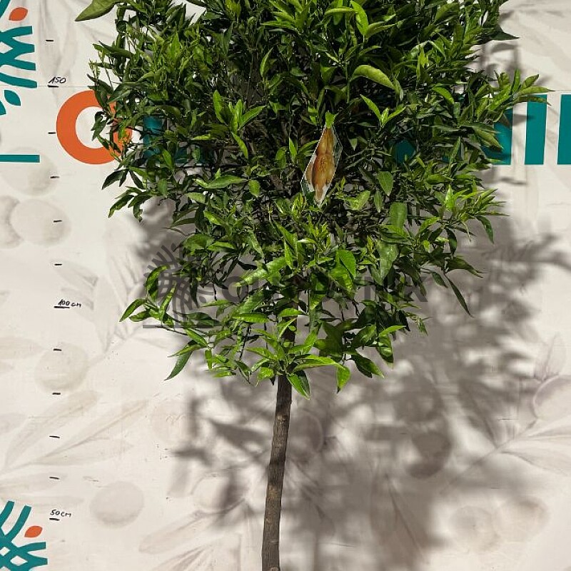 CITRUS RETICULATA / obvod kmeňa 8-10cm, výška 180-200cm
