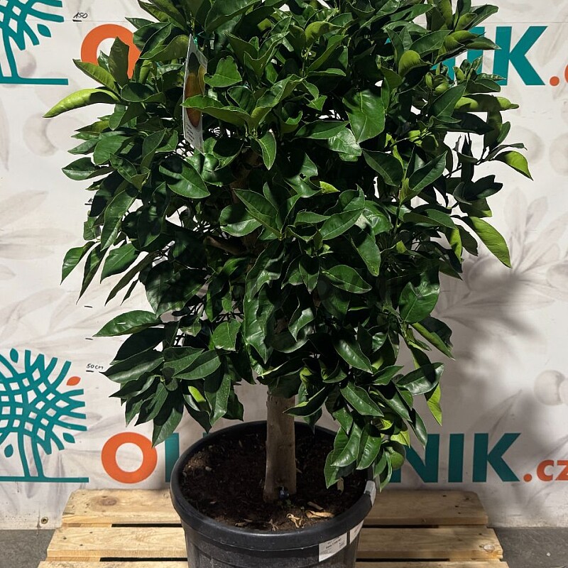 CITRUS SINENSIS / 45LT / obvod kmeňa 15-20cm / výška 150-160cm