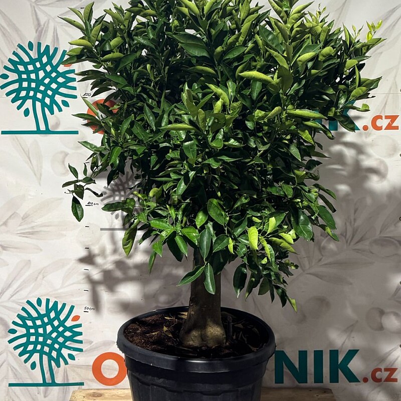 CITRUS SINENSIS / 90LT / obvod kmeňa 30-40cm / výška 190-210cm