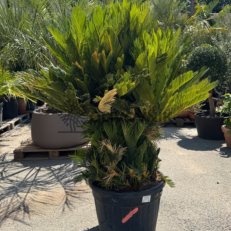 CYCAS REVOLÚTA / 80cm / výška 180cm