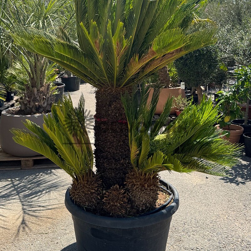 CYCAS REVOLÚTA / Multikmeň / 110cm / výška 200cm