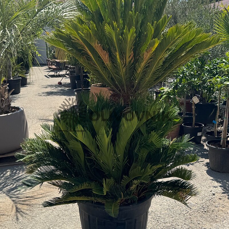 CYCAS REVOLÚTA / Multikmeň / 80cm / výška 190cm
