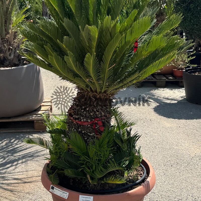 CYCAS REVOLÚTA / T75 / výška 150cm